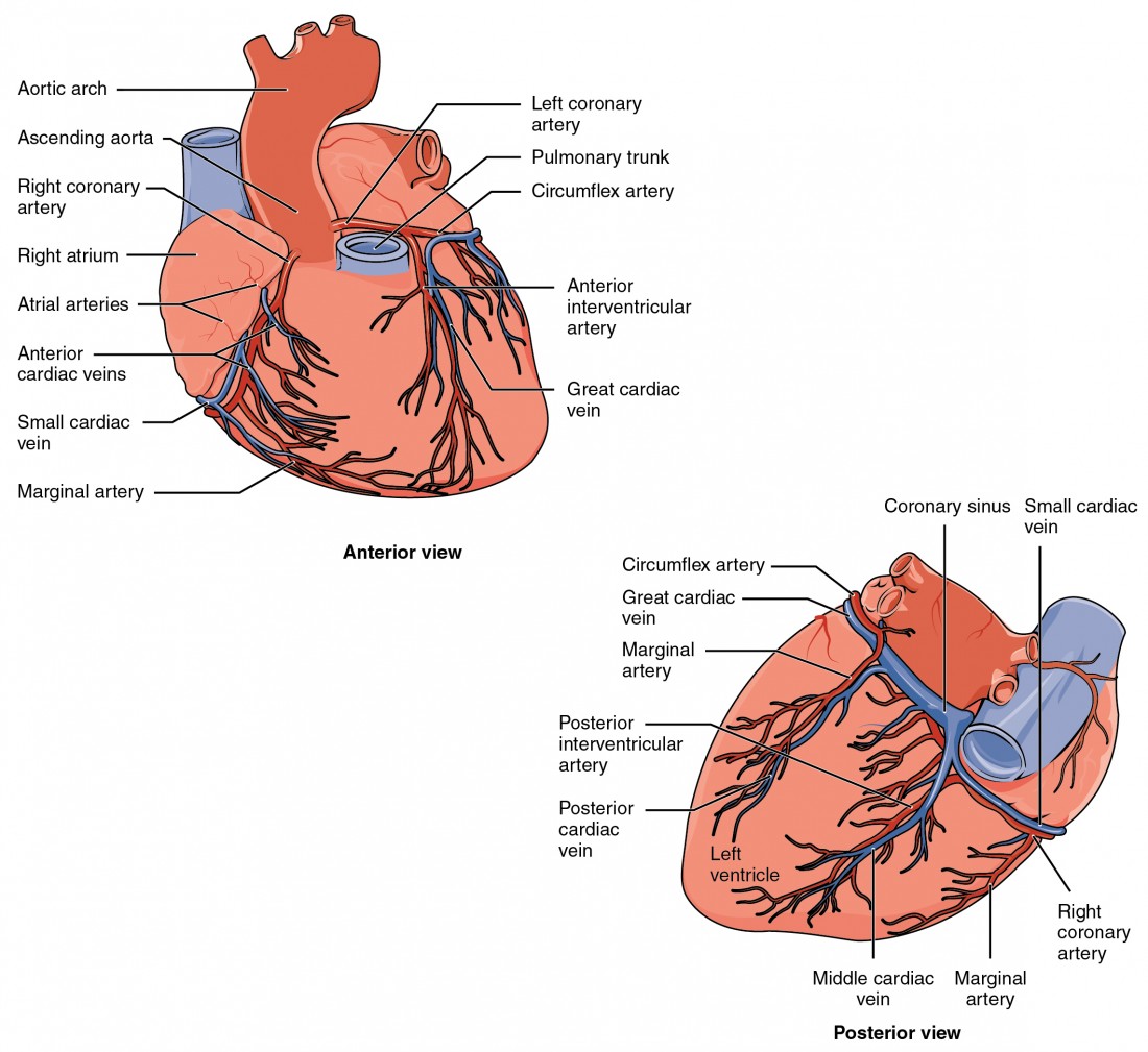 Heart Anatomy | BIO103: Human Biology Heart Anatomy | BIO103: Human Biology