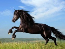 Horse Simulator Games Online Experience Adventure