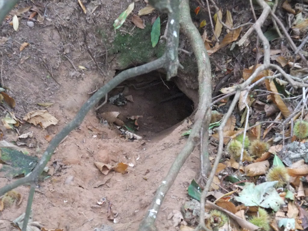 Burrow | We speculate that this was dug by a badger or rabbi… | Flickr Burrow | We speculate that this was dug by a badger or rabbi… | Flickr