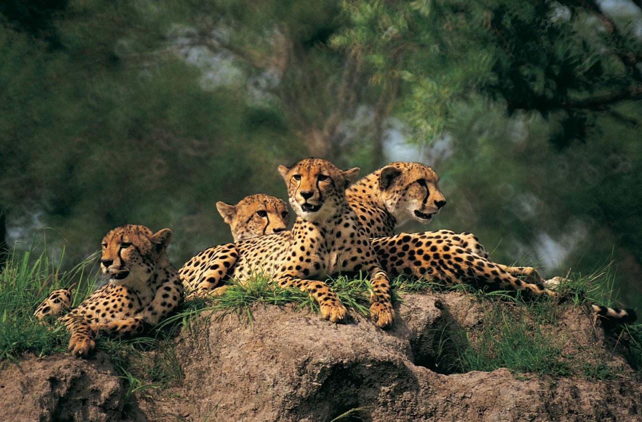Cheetah - Wikipedia