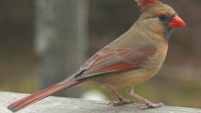 Cardinal Free Stock Photo - Public Domain Pictures