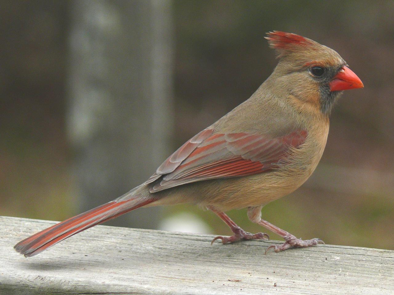 Cardinal Free Stock Photo - Public Domain Pictures Cardinal Free Stock Photo - Public Domain Pictures