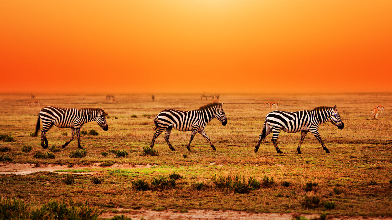 Serengeti Safari - Bezoek Serengeti National Park | Matoke Tours Serengeti Safari - Bezoek Serengeti National Park | Matoke Tours