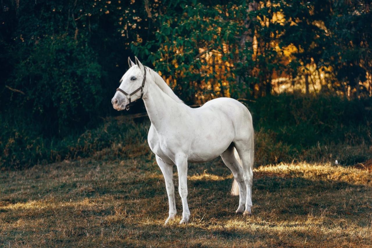 Dr. K's Horse Sense | “Let food be thy medicine and medicine be thy ... Dr. K's Horse Sense | “Let food be thy medicine and medicine be thy ...