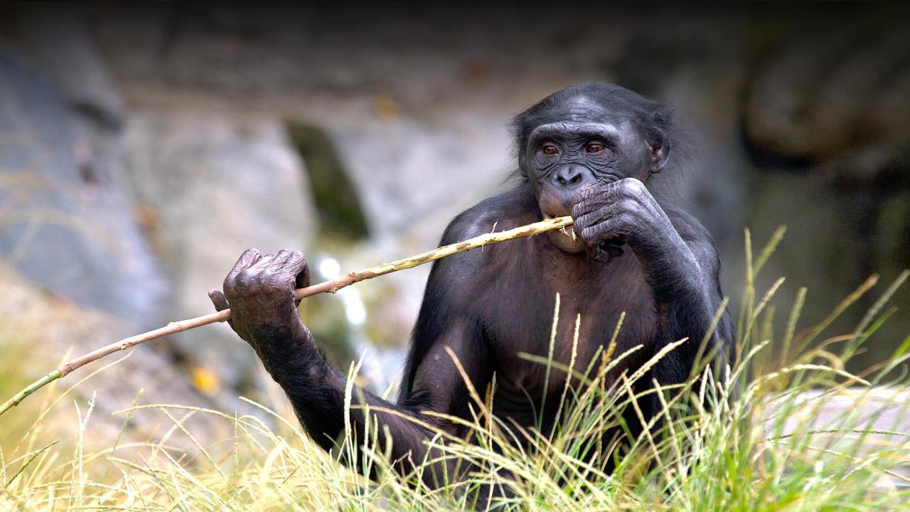 Bonobos prefer bad guys - Cosmos Magazine Bonobos prefer bad guys - Cosmos Magazine