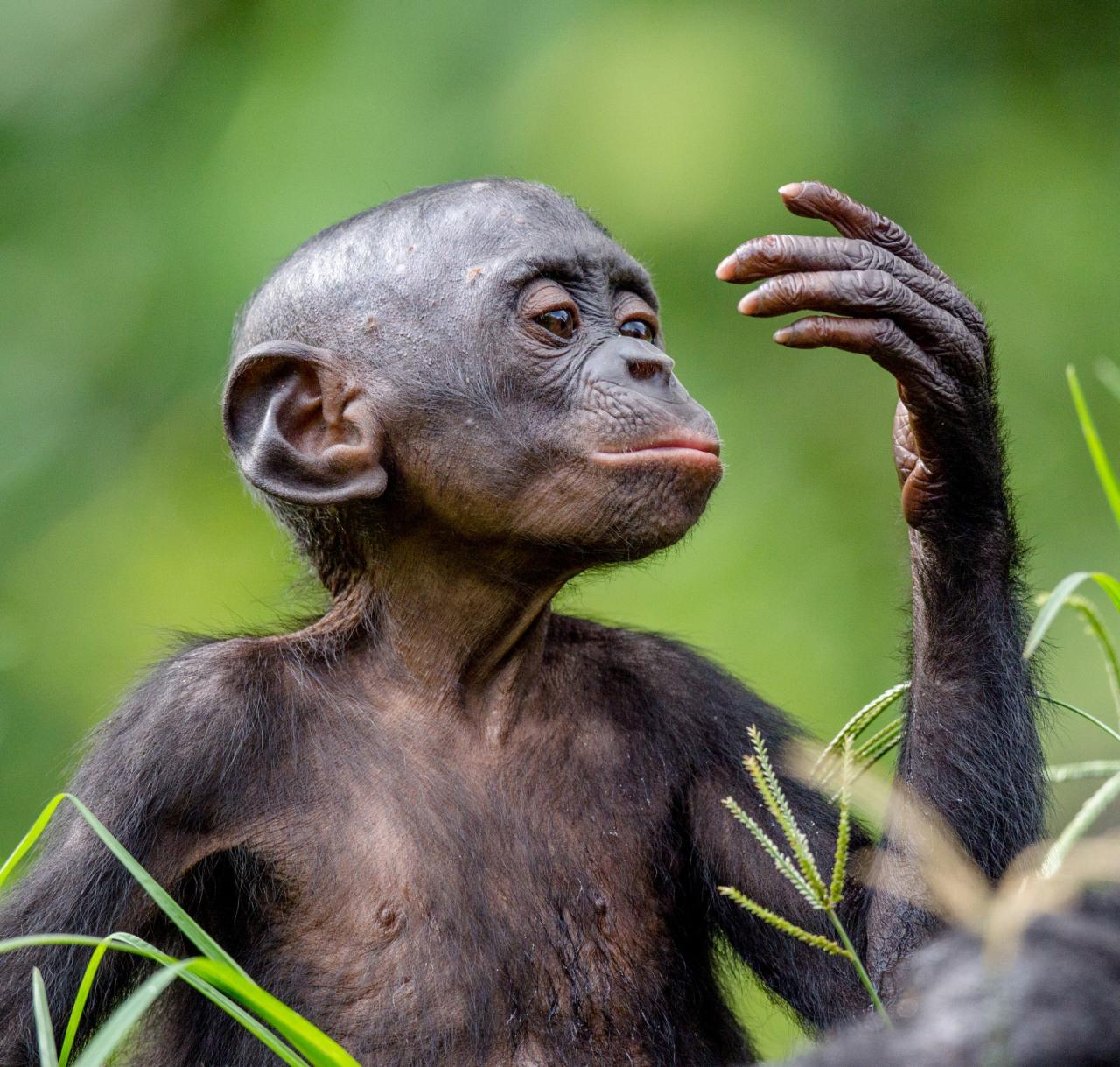 Bonobo (Pan paniscus) - Chimpanzé-pigmeu - Biologia - InfoEscola Bonobo (Pan paniscus) - Chimpanzé-pigmeu - Biologia - InfoEscola
