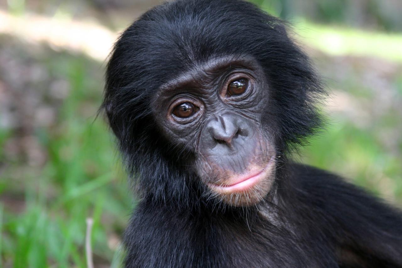 Saving The Endangered Bonobos: The World's Forgotten Apes Saving The Endangered Bonobos: The World's Forgotten Apes
