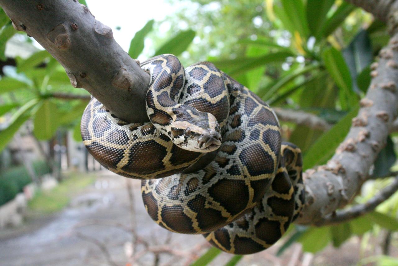 Burmese Python Facts for Kids | Snakes that Swim Burmese Python Facts for Kids | Snakes that Swim