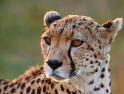 Cheetah Beauty Discount Code Unleash Your Glow Today