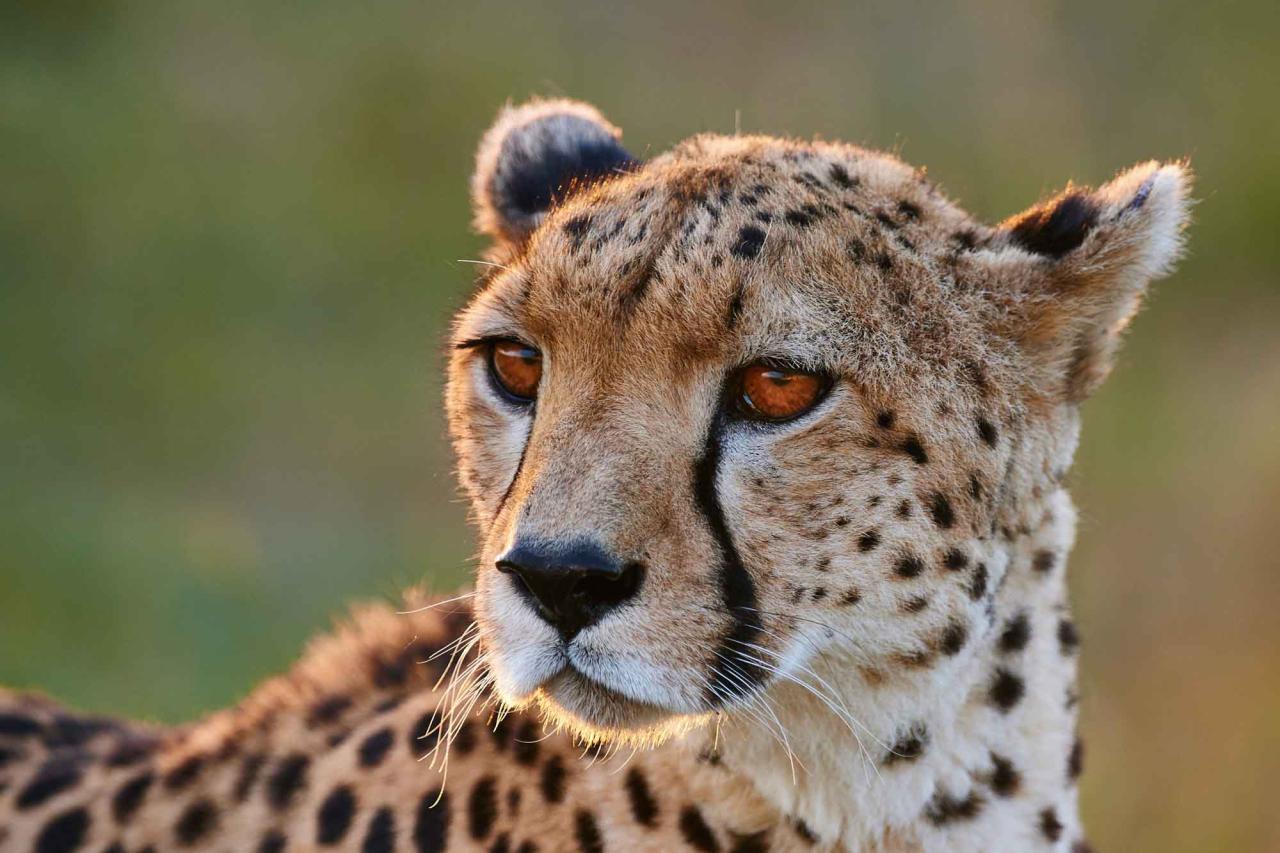 8 Fast Facts About Cheetahs 8 Fast Facts About Cheetahs