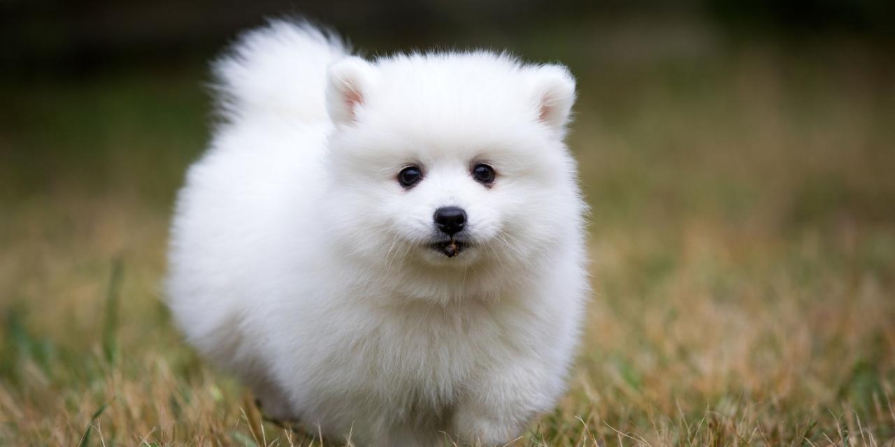 Small Dog Breed For Sale at Johnnie Sharp blog Small Dog Breed For Sale at Johnnie Sharp blog