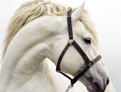 Horse Education Halter Elevate Your Training Experience