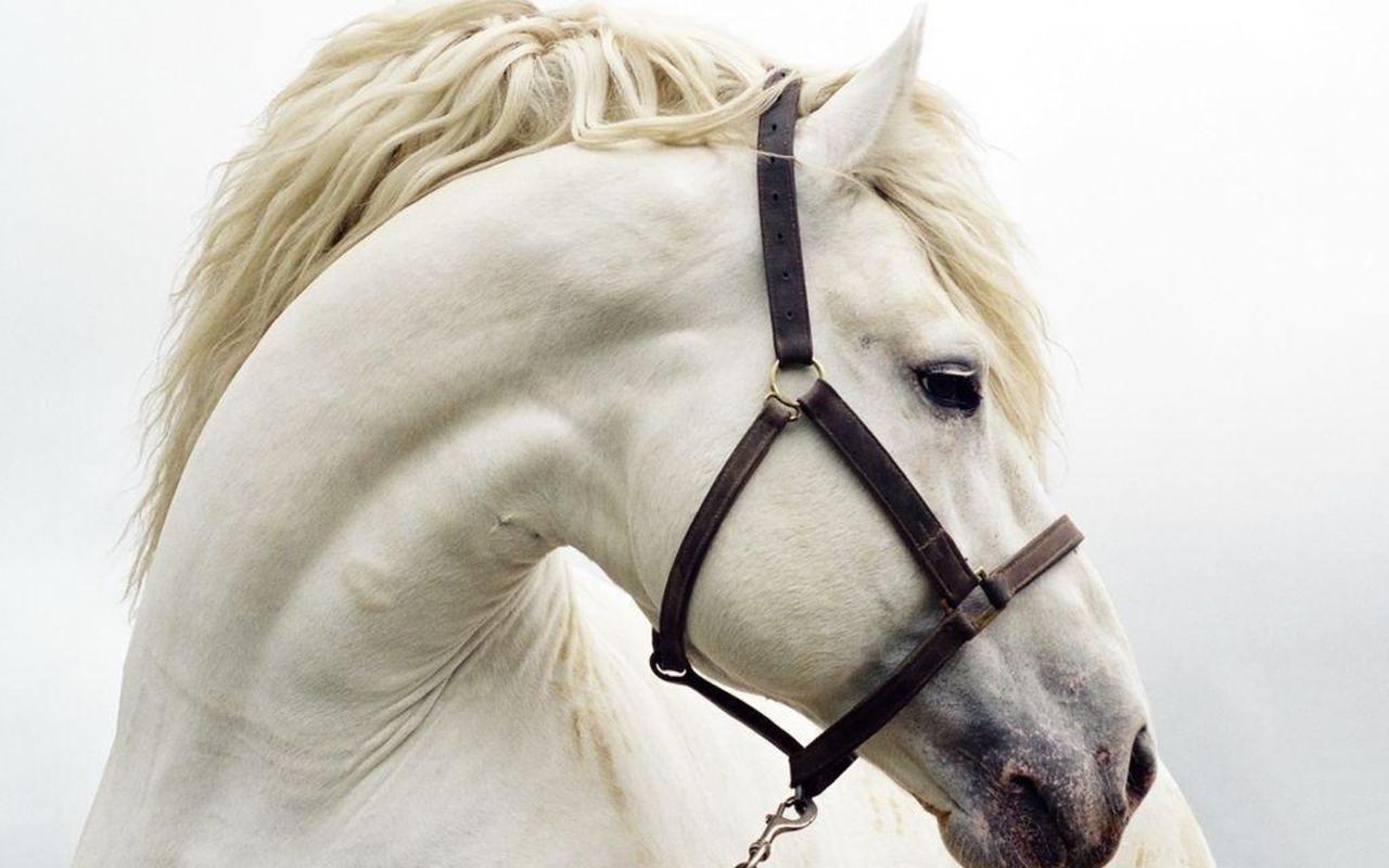 CAN WE FORCE HORSES TO DO SOMETHING THEY DON’T WANT TO? CAN WE FORCE HORSES TO DO SOMETHING THEY DON’T WANT TO?