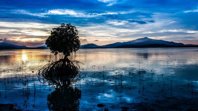 Free Images : landscape, sea, tree, water, nature, ocean, horizon ...