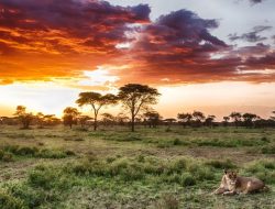 serengeti fashions com Style Meets Elegance