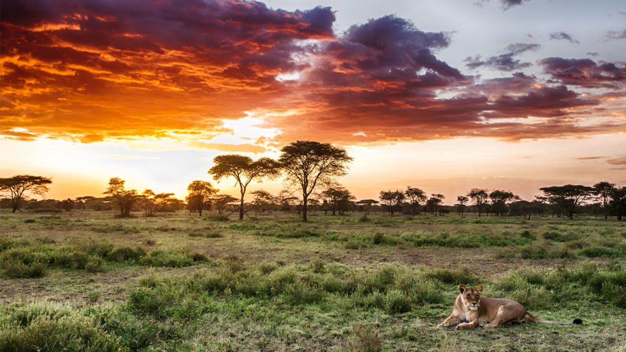 Discover Serengeti National Park | Classical Safari | andBeyond Discover Serengeti National Park | Classical Safari | andBeyond