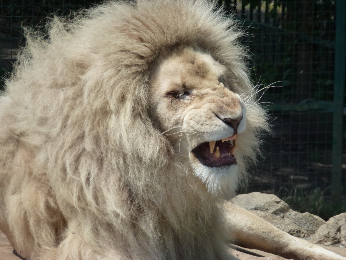 Free Images : white, animal, male, wildlife, wild, zoo, fur, africa ... Free Images : white, animal, male, wildlife, wild, zoo, fur, africa ...