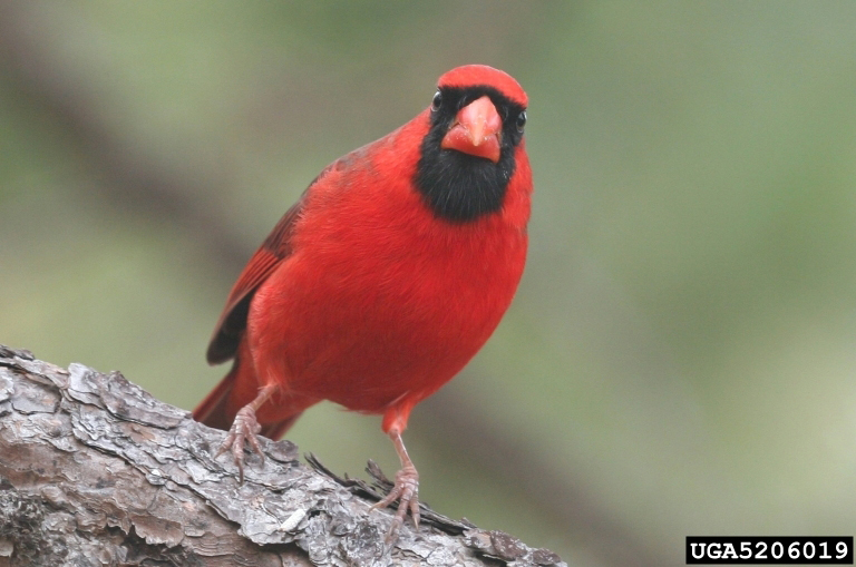 General Information about the Northern Cardinal- Cardinalis cardinalis General Information about the Northern Cardinal- Cardinalis cardinalis