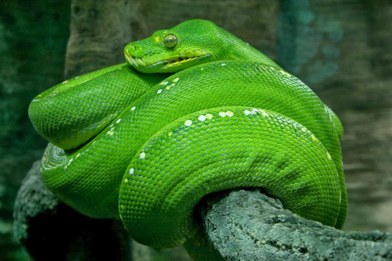 What is Python? Powerful, intuitive programming | InfoWorld What is Python? Powerful, intuitive programming | InfoWorld