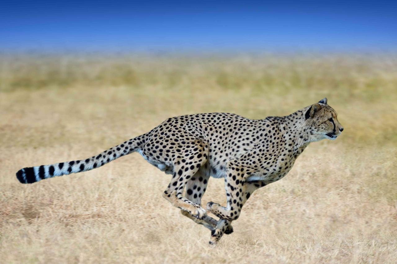 Cheetah wallpaper | 2560x1600 | #12240 Cheetah wallpaper | 2560x1600 | #12240