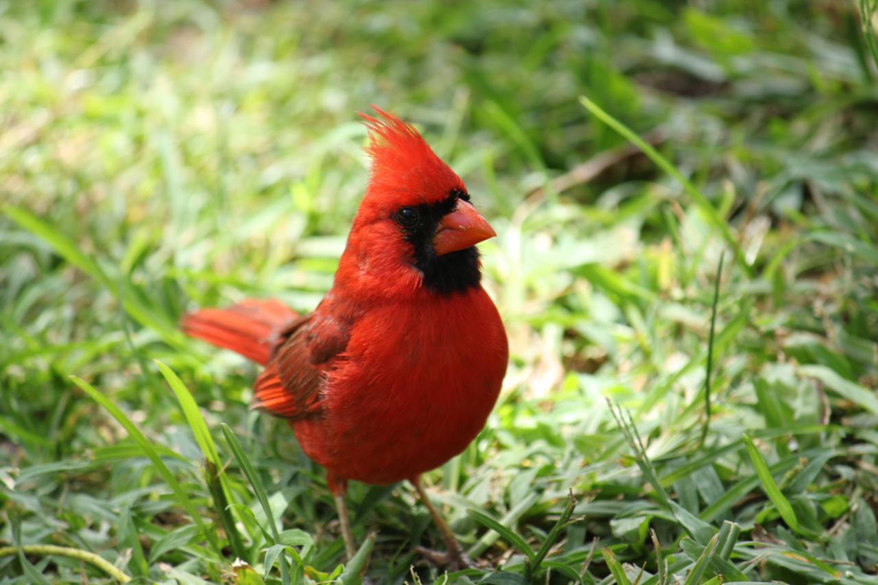Cardinal Symbolism: 8 Spiritual Meanings of Cardinal Cardinal Symbolism: 8 Spiritual Meanings of Cardinal