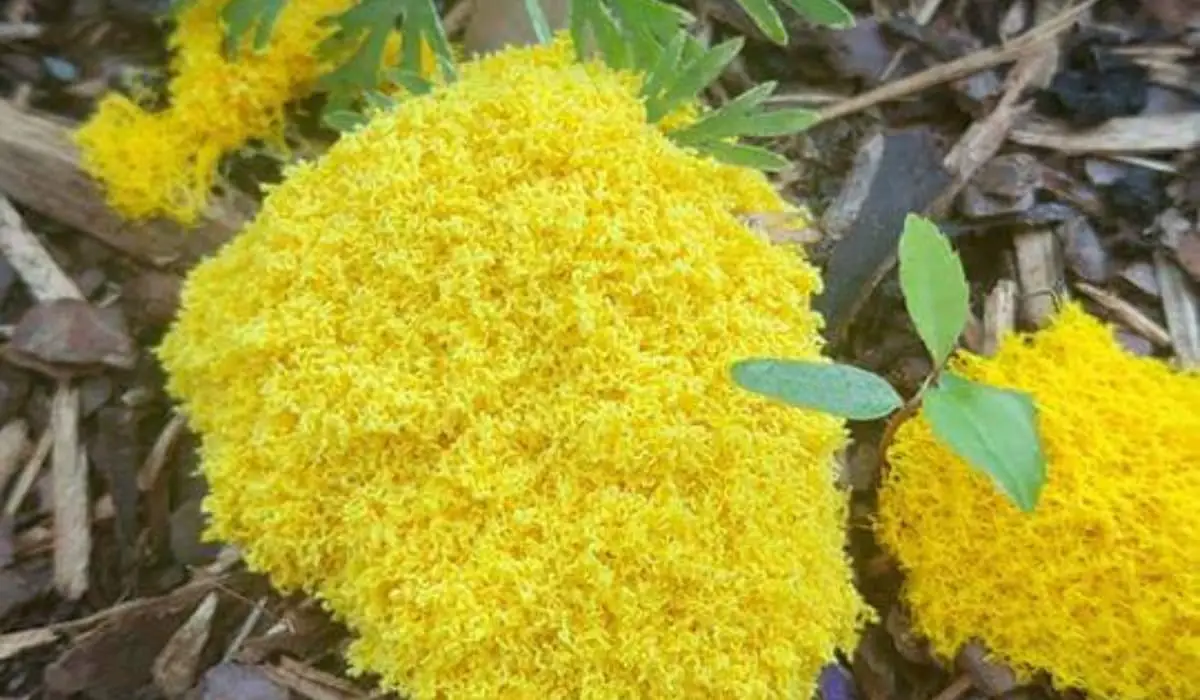 Yellow Polyester/Epoxy Pigment for tinting resin | Fibre Glast Yellow Polyester/Epoxy Pigment for tinting resin | Fibre Glast